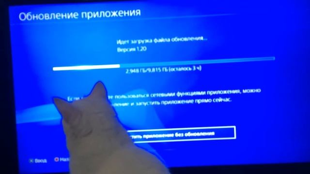 Кошка психанула смотреть всем смотреть онлайн