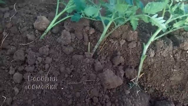 Высадка томатов в теплицу (парник, балаган) смотреть онлайн
