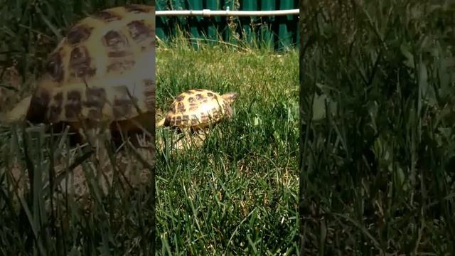 Копия видео Черепашка Тильда на прогулке смотреть онлайн