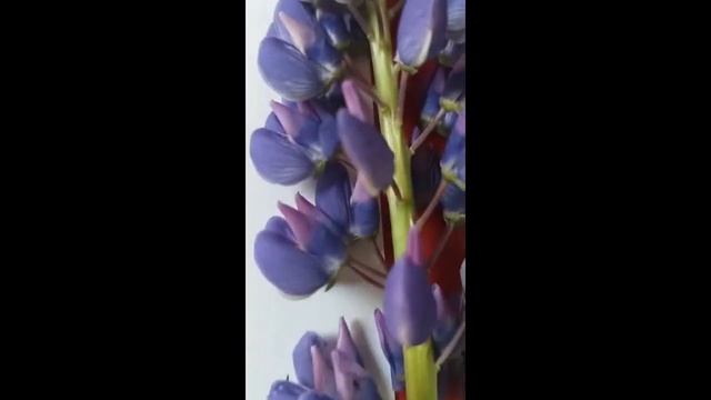 Мастер-класс "Рисуем люпин" смотреть онлайн