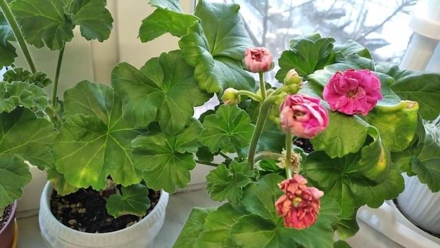 Пеларгонии смотреть онлайн