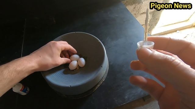 Спасение голубиных Яиц и многое Другое смотреть онлайн