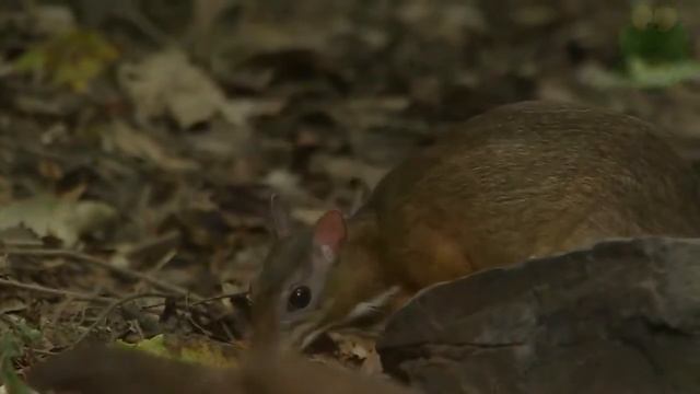 мышиный олень - канчиль , самые мелкие и наиболее древние парнокопытные на планете. смотреть онлайн