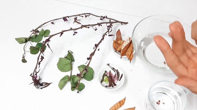 How to grow redbud or cercis tree from seed 紫荆属 बीज से रेडबड उगाएं Багрянник Árbol del amor смотреть онлайн