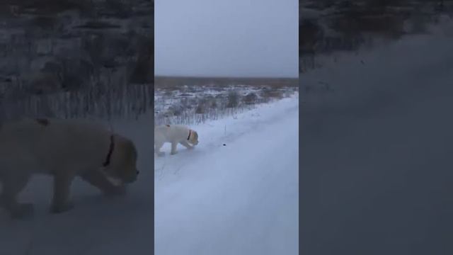 Тимерташ Равенна (Волгоград) Помет - Р от ВИВЫ и НУРИКА (Тимерташ Вива Ла Дива + Олимпик Стар Нео- смотреть онлайн