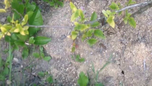 Фасоль/ Смородина/ Ежевика/ Малина/ Хмель/ Актинидия смотреть онлайн