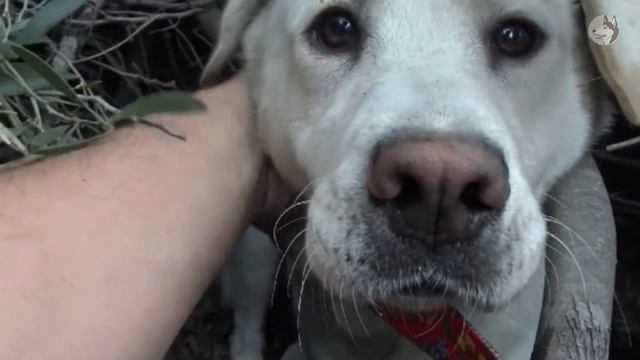 Pregnant dog abandoned in the forest in pain, she gave birth to 4 puppies in a bush смотреть онлайн