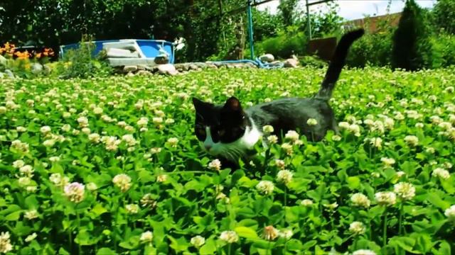 возьми кота! смотреть онлайн