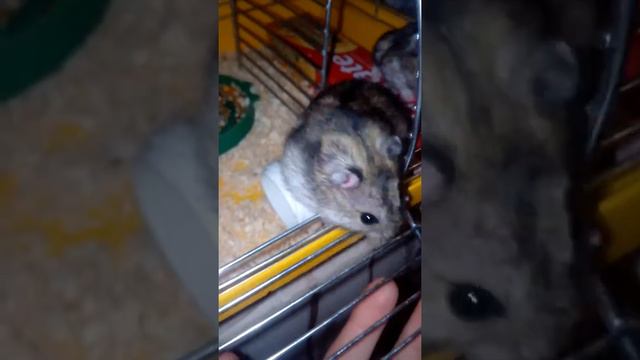 Срочно! У меня появилась девушка?! смотреть онлайн