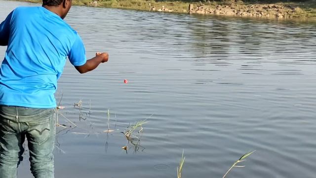 Fishing | Patan Fish Ka Chara| Hydarabad Fishing videos смотреть онлайн