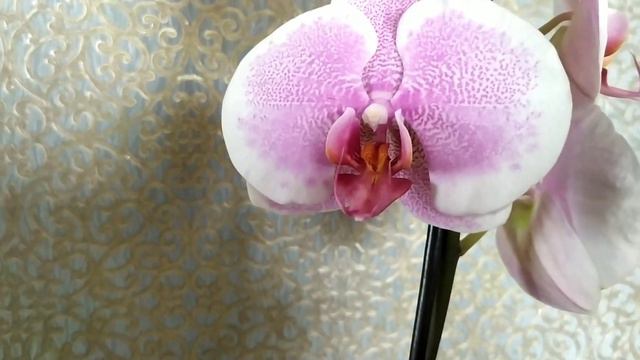 похвастушки. Phal. Pretty Ronance.(фаленопсис Претти Романс) 02.08.23г. смотреть онлайн