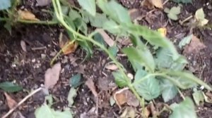 выращивание ежевики из семян итоги первого года