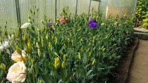 Эустома без проблем . Eustoma .