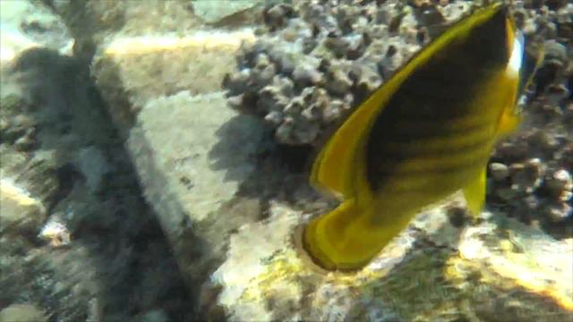 Египет, февраль 2014. смотреть онлайн