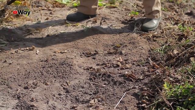 Куда Девать Горы Ботвы После Сбора Урожая И Что С Ней Делать? смотреть онлайн