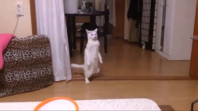 Майкл Джексон кот смотреть онлайн