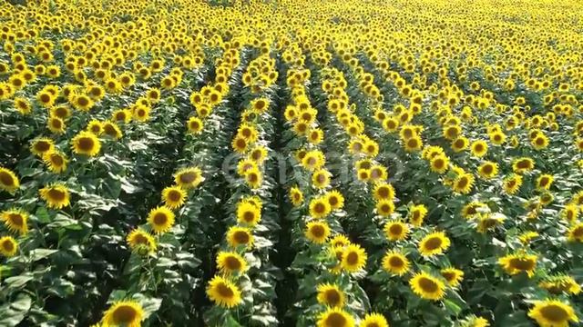 Sunflowers Field (4K Aerial Stock Footage)