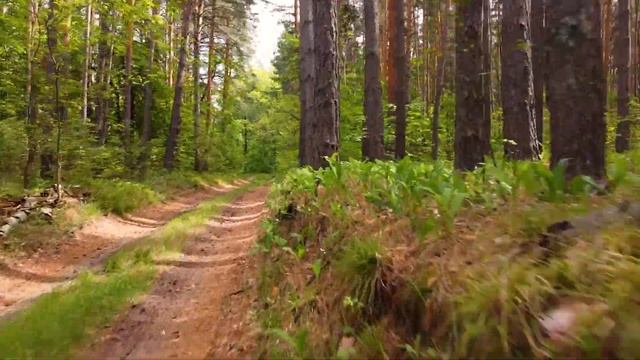 Весенний лес смотреть онлайн