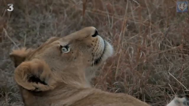 Милейшие Детёныши Самых Опасных Хищников в Мире смотреть онлайн