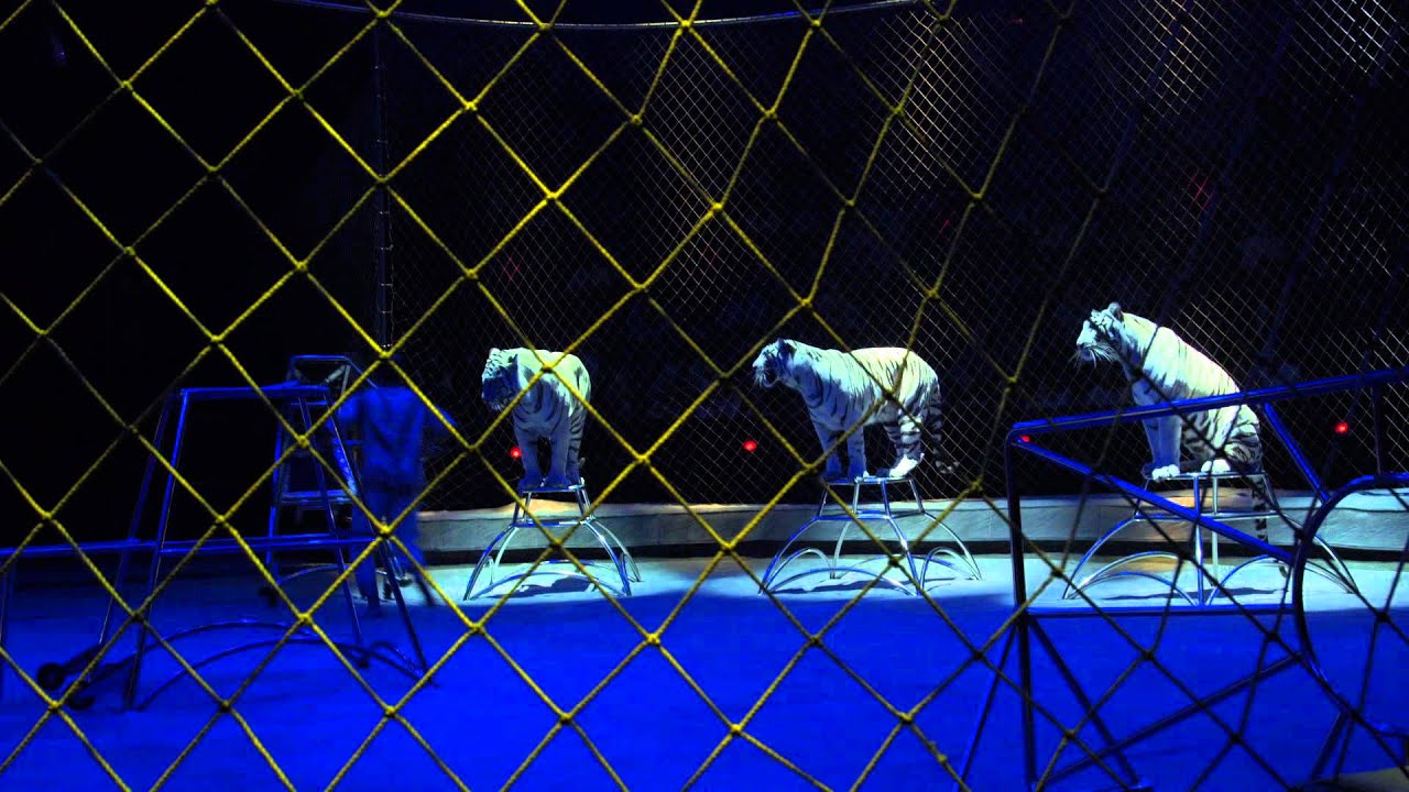 ИДОЛ 2015 АТТРАКЦИОН ХИЩНИКОВ 'ТАЛИСМАН' PREDATOR'S ATTRACTION 'TALISMAN' смотреть онлайн