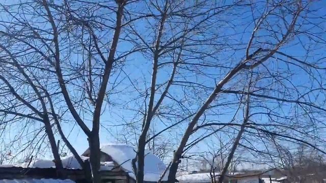 79. Обрезал вишню. Марток одень 7 порток..mp4 смотреть онлайн