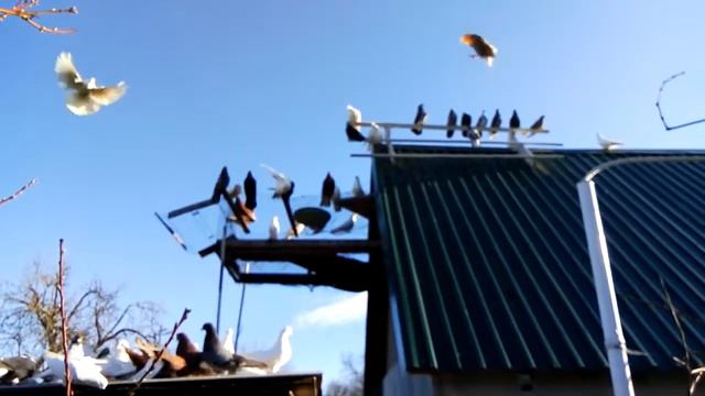 НГ 6. 1. 18 смотреть онлайн