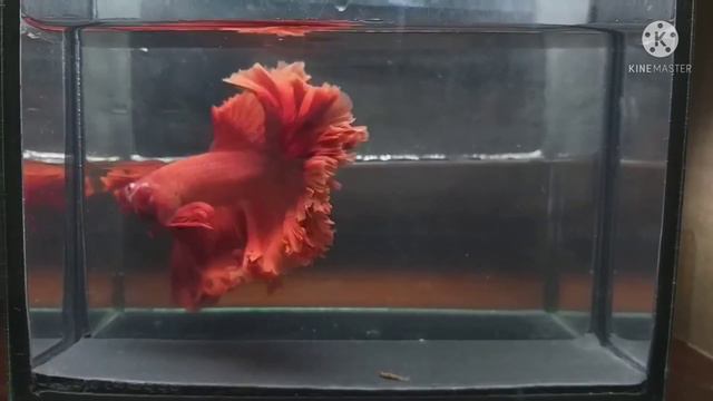 BETTA FISH SUPER RED HAWK ROSE TAIL HM MALE смотреть онлайн