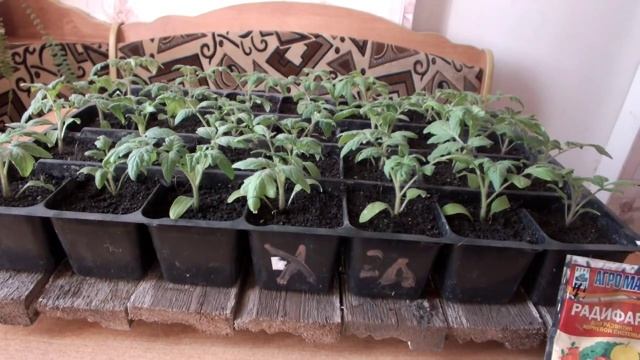 Радифарм. Проверяем эффективность на помидорах. смотреть онлайн