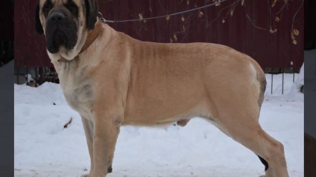 Самая большая собака в мире - дубль два смотреть онлайн
