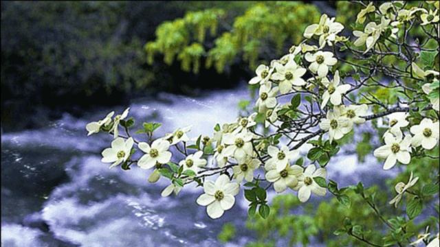 "У природы нет плохой погоды" из х/ф "Служебный роман" (Юлия Пивень) смотреть онлайн