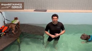 №28. Секрет породы. Американский булли