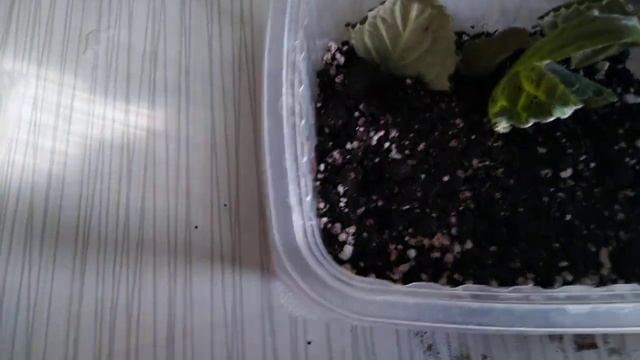 размножение глоксинии листом