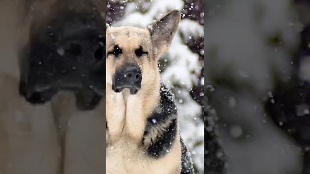 Восточно европейская овчарка!? смотреть онлайн