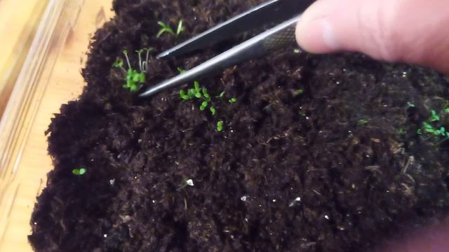 Первая пикировка петунии низкорослой смотреть онлайн