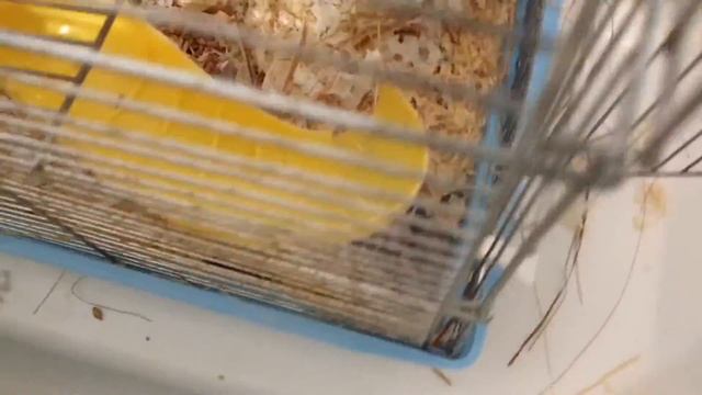 Хомячков можно брать на руки смотреть онлайн