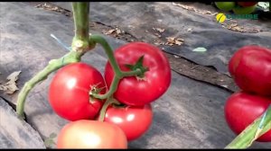 🍅 РОЗОВЫЙ Пинк Кристал F1 / Pink Kristal F1,70 дней - Томат, Clause