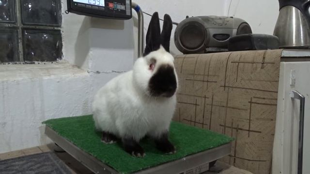 Что нам ожидать от калифорнийских крольчат шахтёриков смотреть онлайн