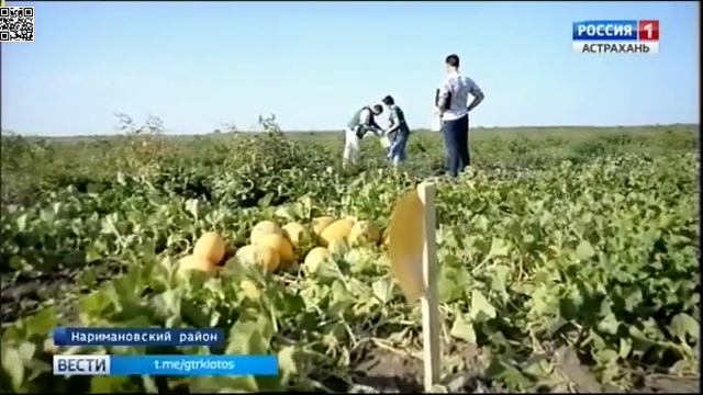 О появлении нового карантинного вредителя бахчевых - дынной мухи в Астраханской области смотреть онлайн
