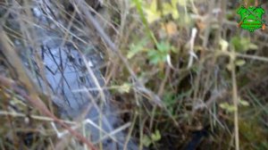 Пробный отлов ондатры перед началом промысла.