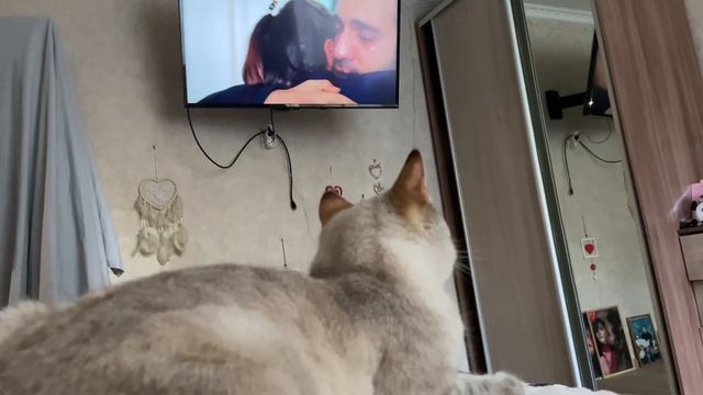 С кошкой смотрим турецкие сериалы смотреть онлайн