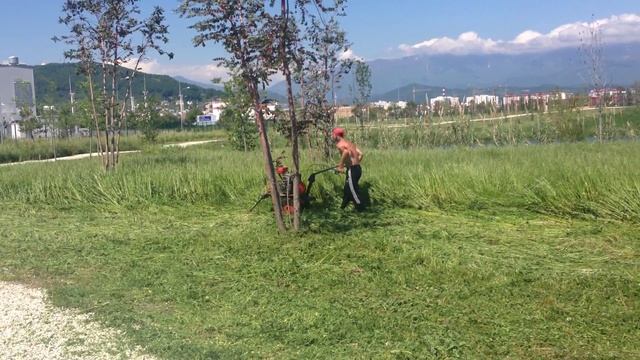 Косить траву по русски в Сочи. #покостравы #ecowood #sochi смотреть онлайн