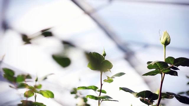 Royal Flowers Farm Tour with Brooke Raulerson смотреть онлайн