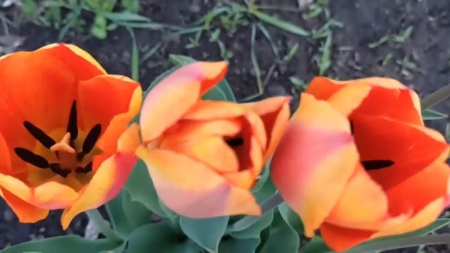 Оранжевые ТЮЛЬПАНЫ цветут - двухцветный тюльпан смотреть онлайн