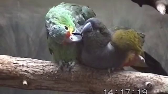 Взаимная чистка перьев (аллопрининг) у попугаев смотреть онлайн