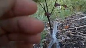 Прививка тонким черенком 2мм