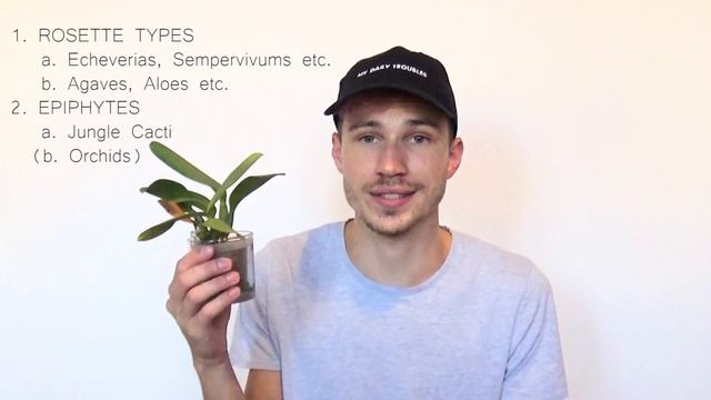 Most Popular Succulent Types • Identification, Basic Care & Appearance смотреть онлайн
