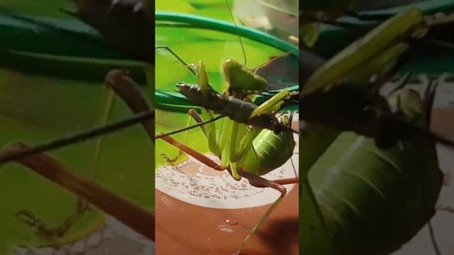 Богомол ест водомерку. смотреть онлайн