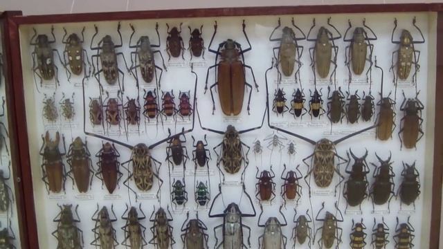 Cerambycidae. Усачи или Жуки - дровосеки. смотреть онлайн