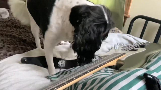 My Dog Brochie plays my American Fender Deluxe Bass 🎸 after watching me play. смотреть онлайн