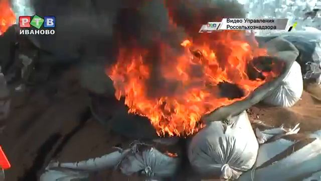 Повилика в клевере смотреть онлайн